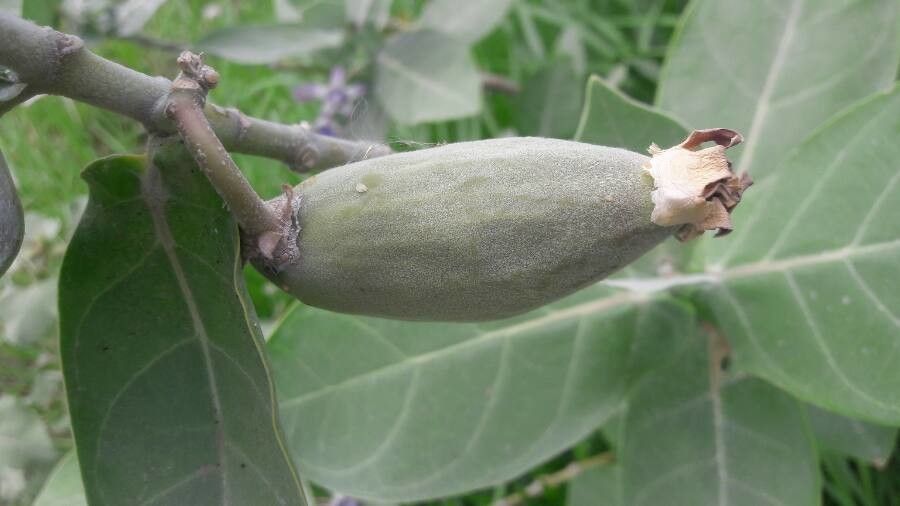 Calotropis gigantea fruit