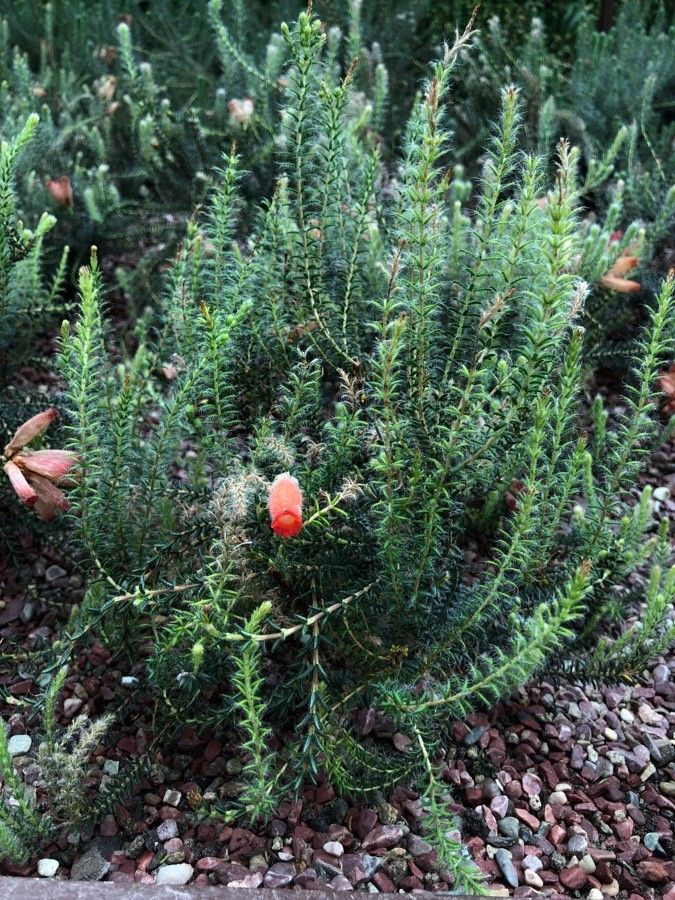 Erica verticillata leaf
