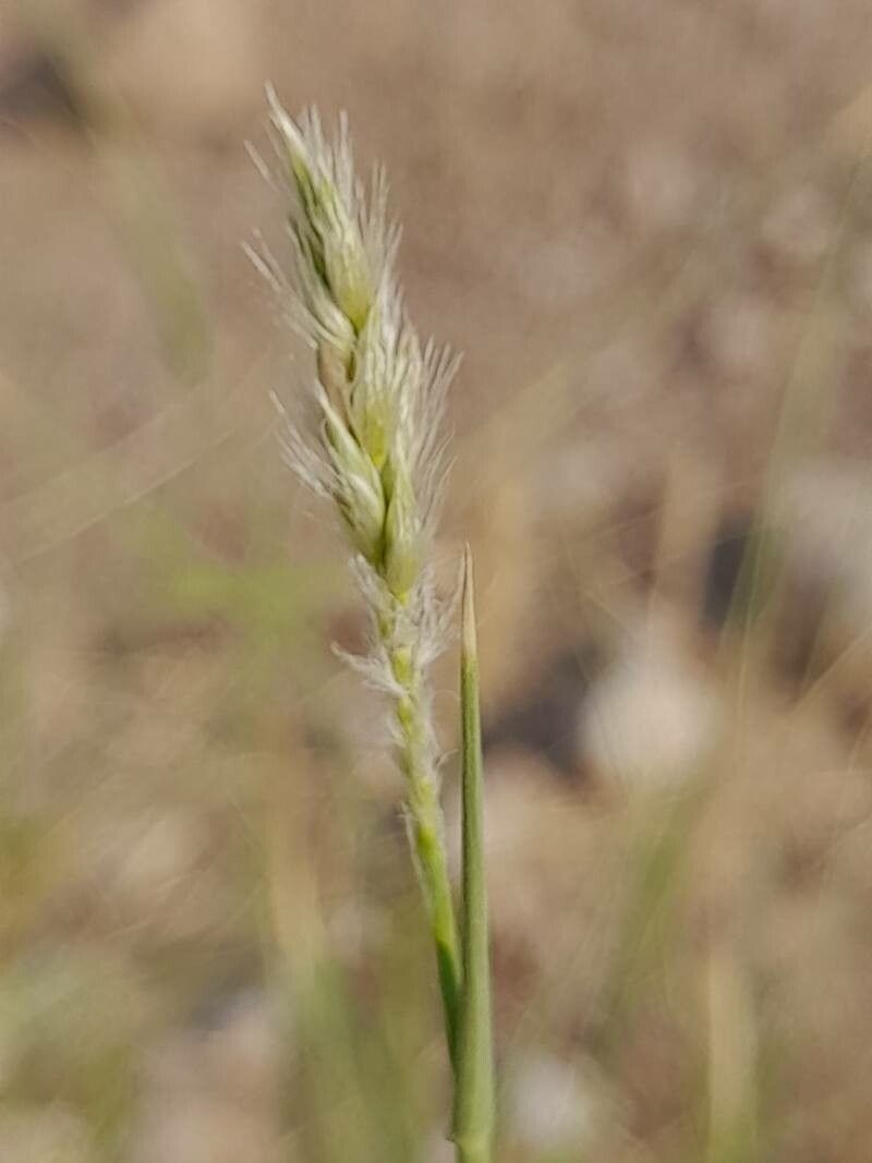 Cenchrus divisus flower