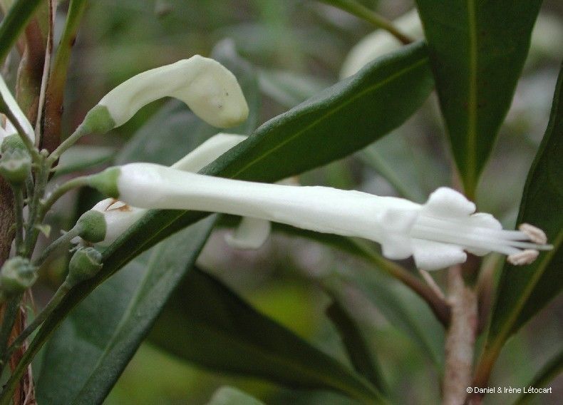 Oxera pancheri flower
