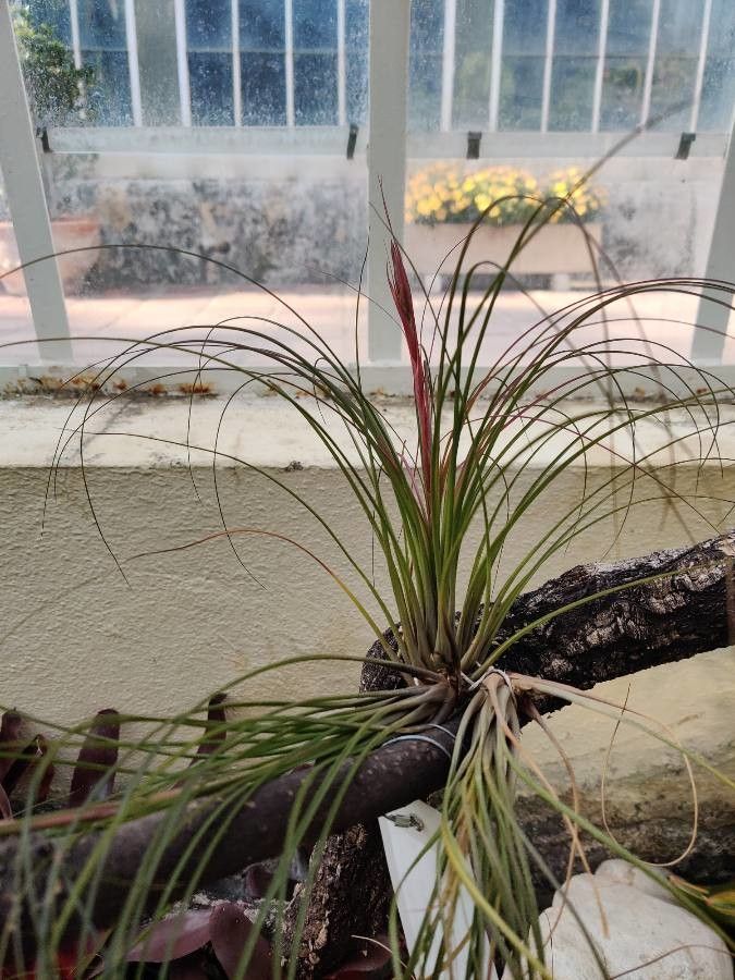 Tillandsia festucoides flower