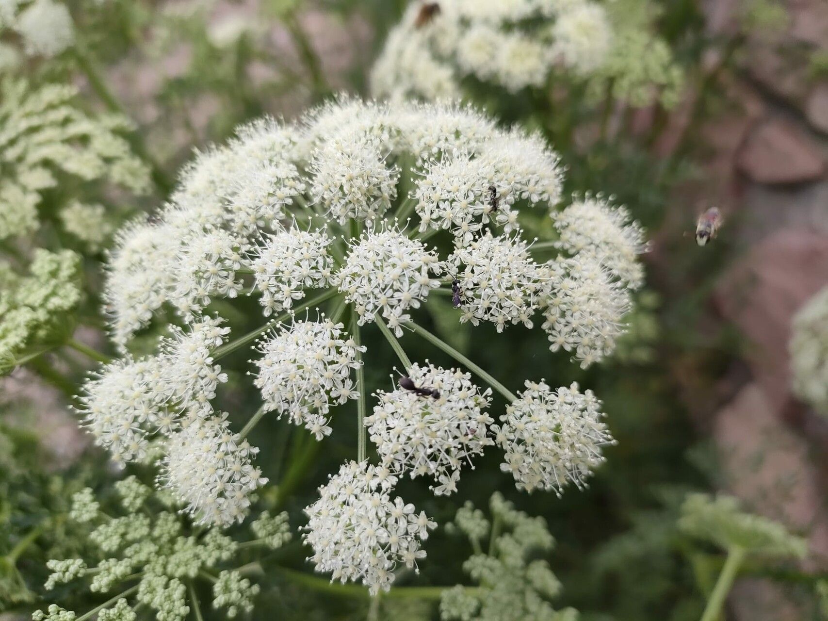 Ligusticum lucidum flower
