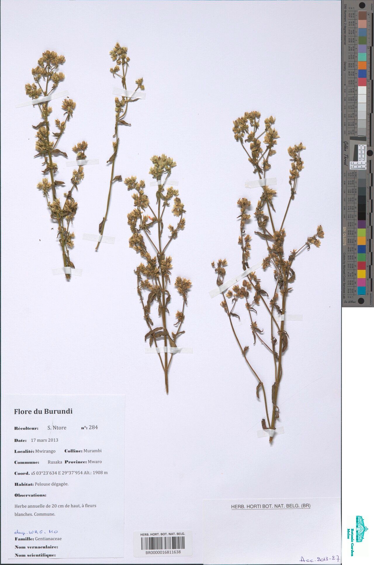 Swertia eminii — houseplant care guide