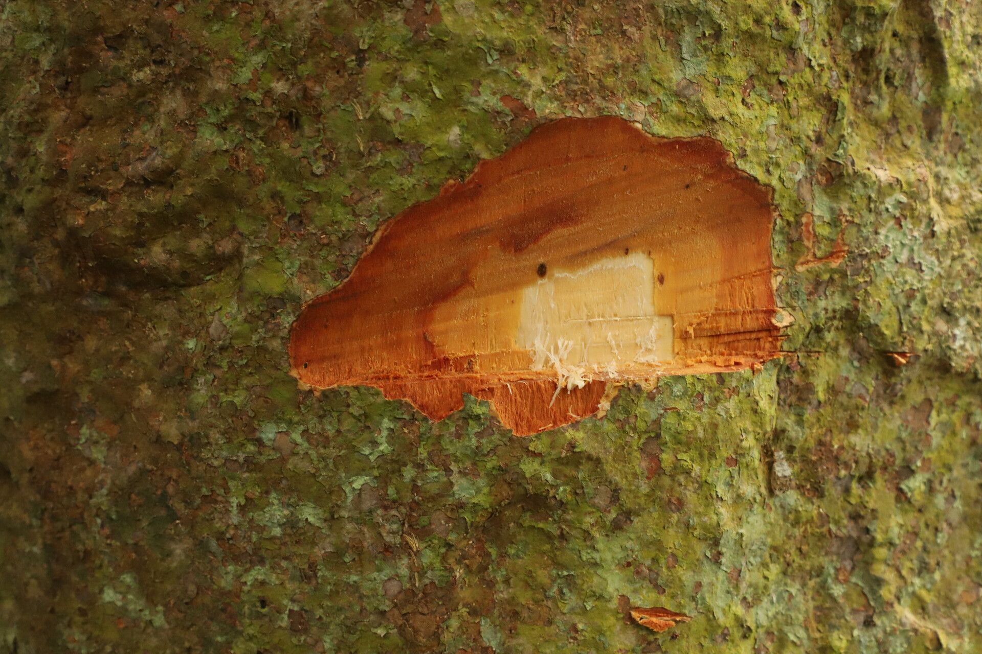 Cynometra lujae bark