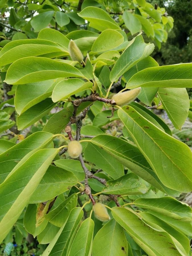 Magnolia sprengeri flower