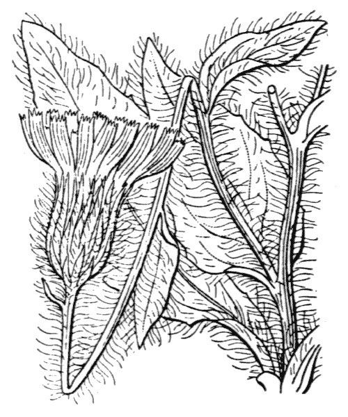 Hieracium pamphilii — houseplant care guide