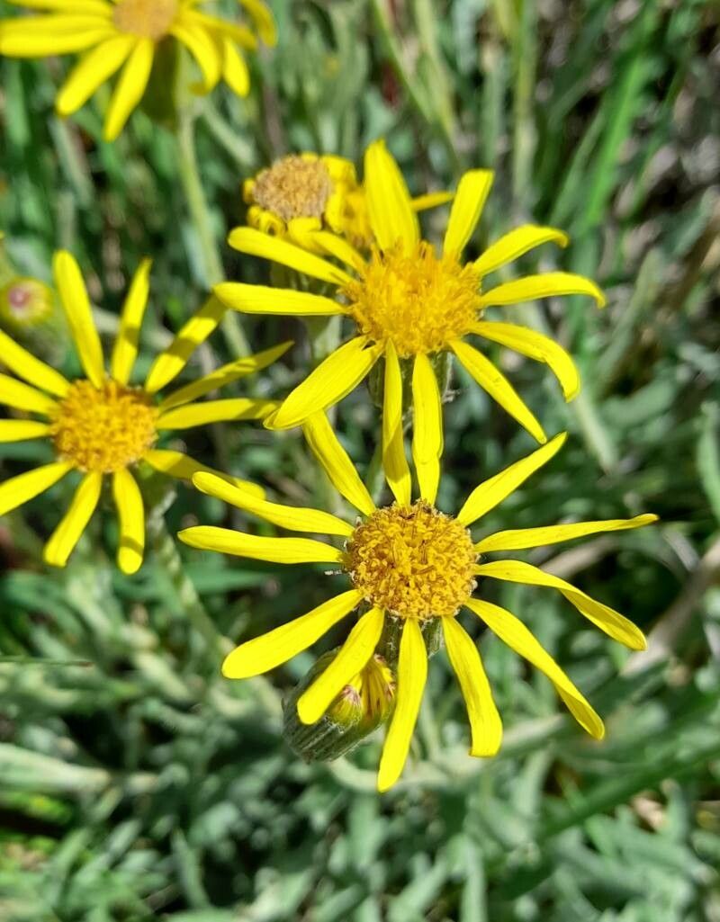 Senecio montevidensis — houseplant care guide