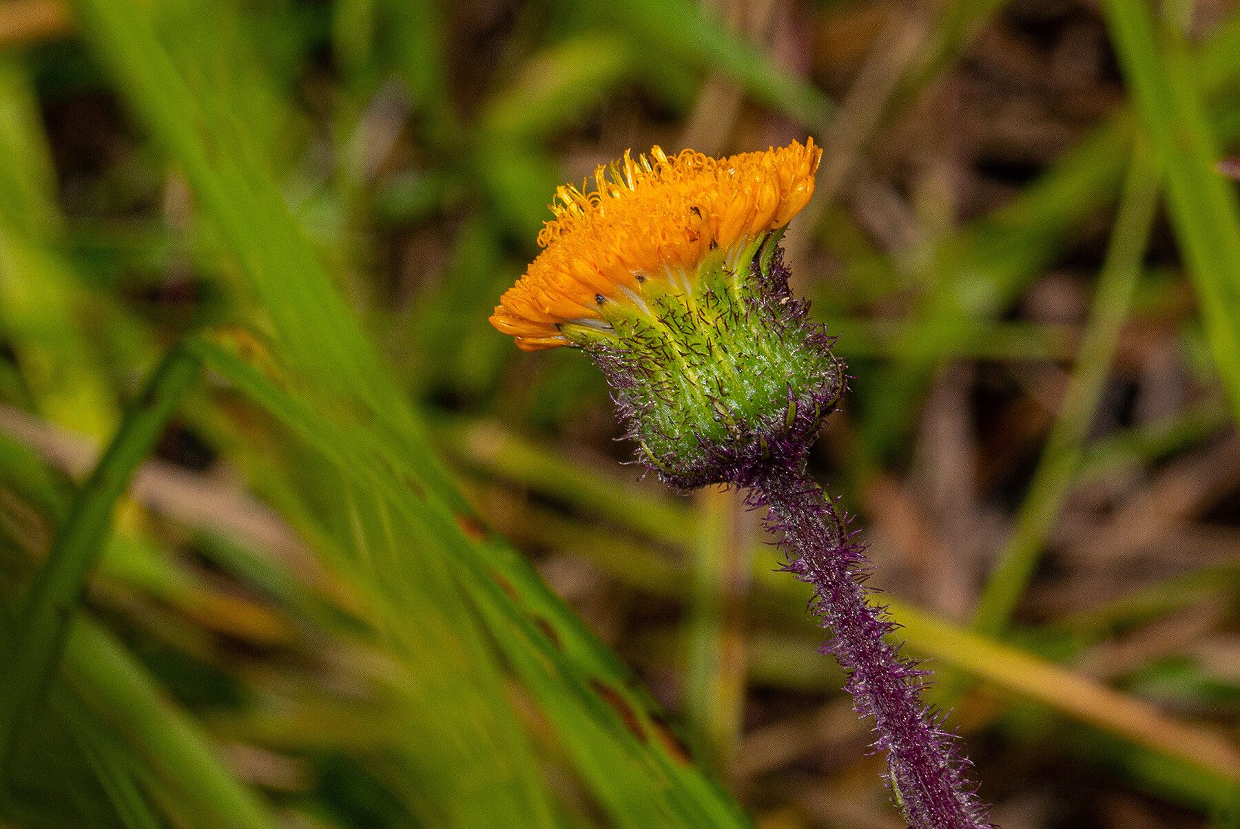 Crassocephalum uvens — houseplant care guide