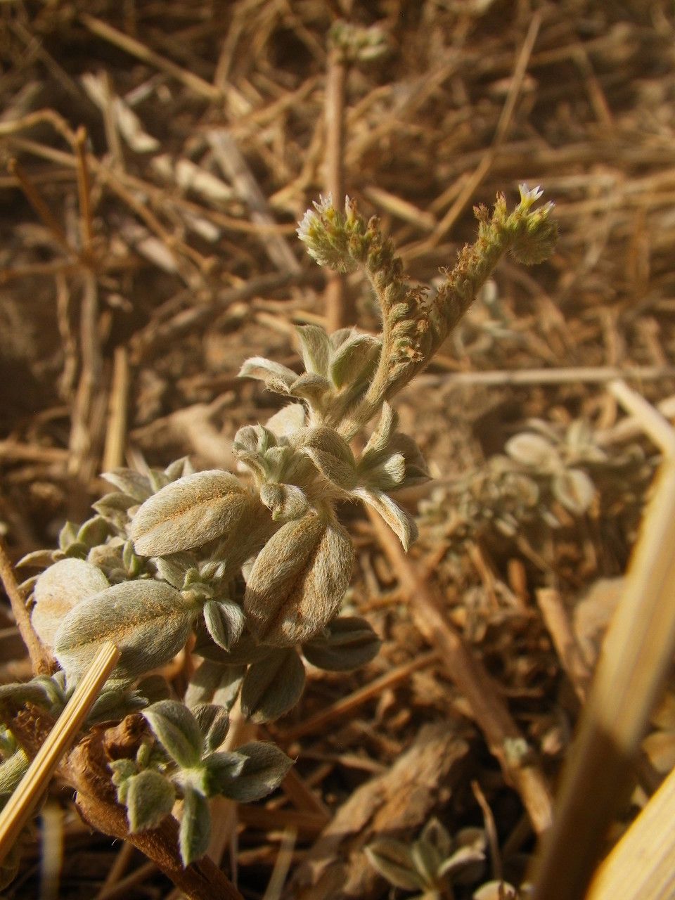 Euploca ovalifolia flower