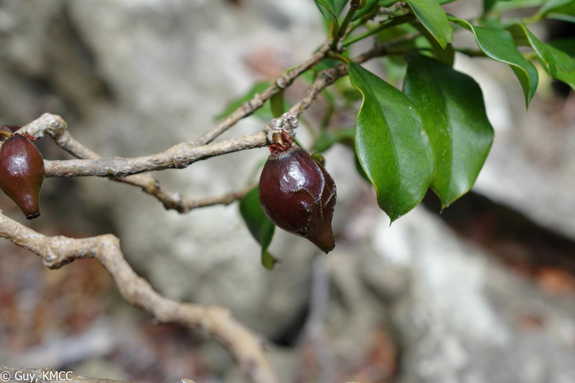 Garcinia calcicola — houseplant care guide