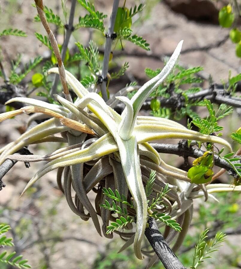 Tillandsia reichenbachii — houseplant care guide