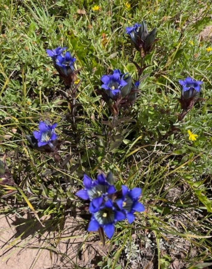 Gentiana affinis flower