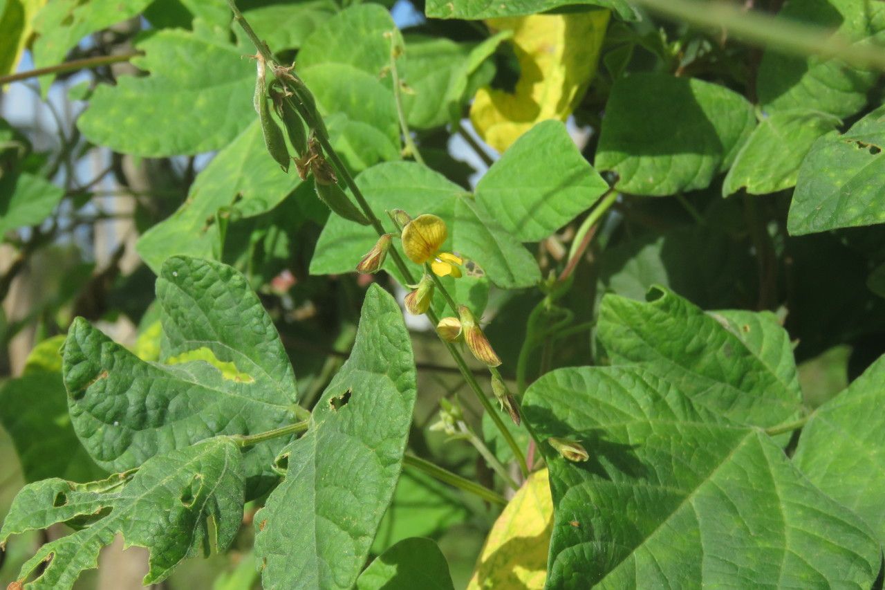 Rhynchosia minima fruit