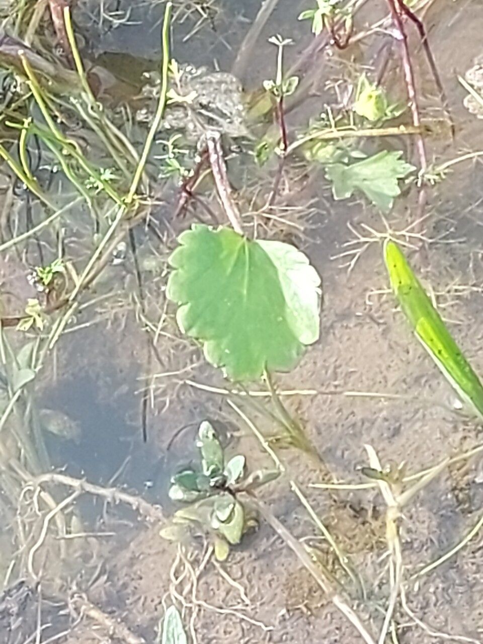 Ranunculus cordiger leaf