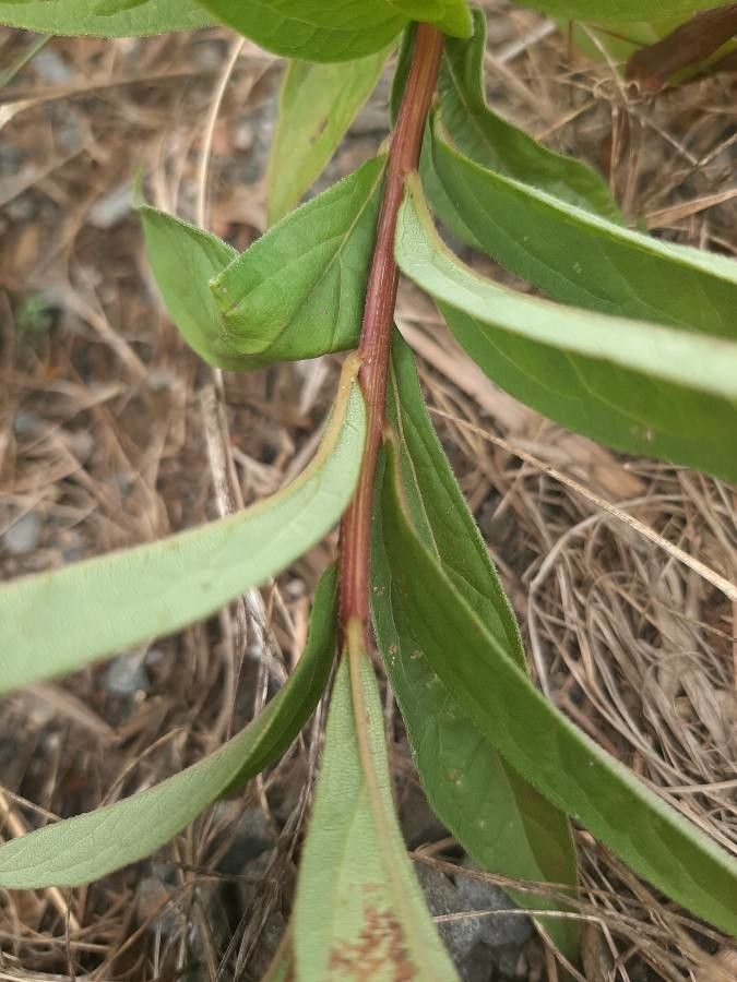 Doellingeria umbellata bark