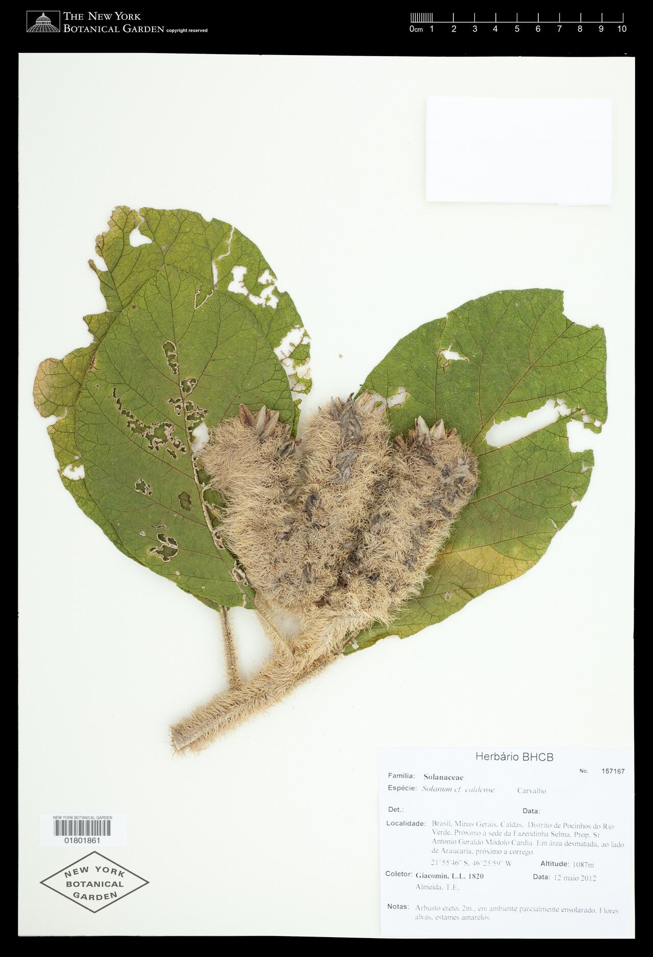 Solanum caldense — houseplant care guide