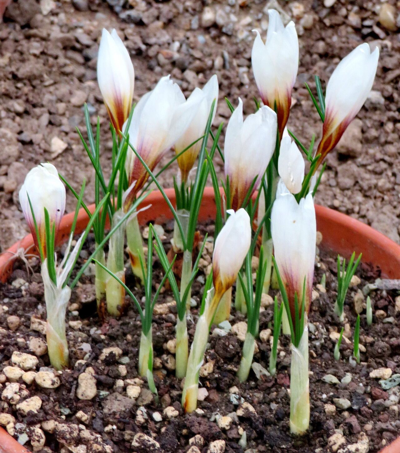Crocus hadriaticus — houseplant care guide