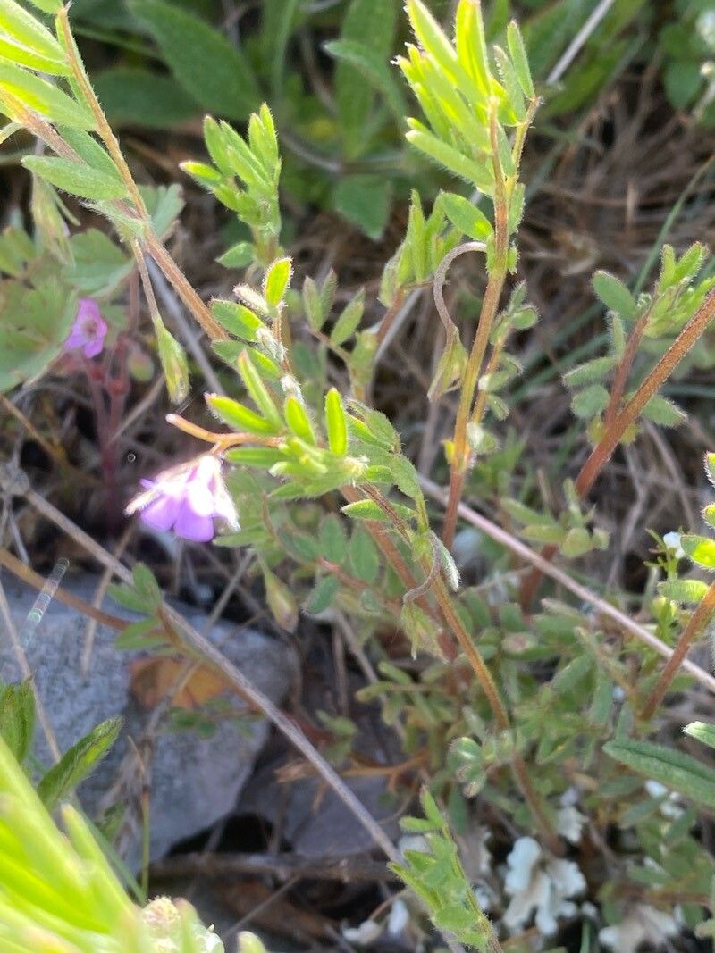 Vicia lentoides habit
