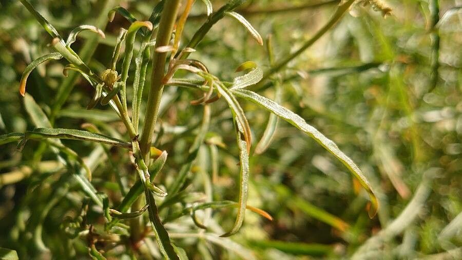 Reseda lutea — search result for 'Reseda'