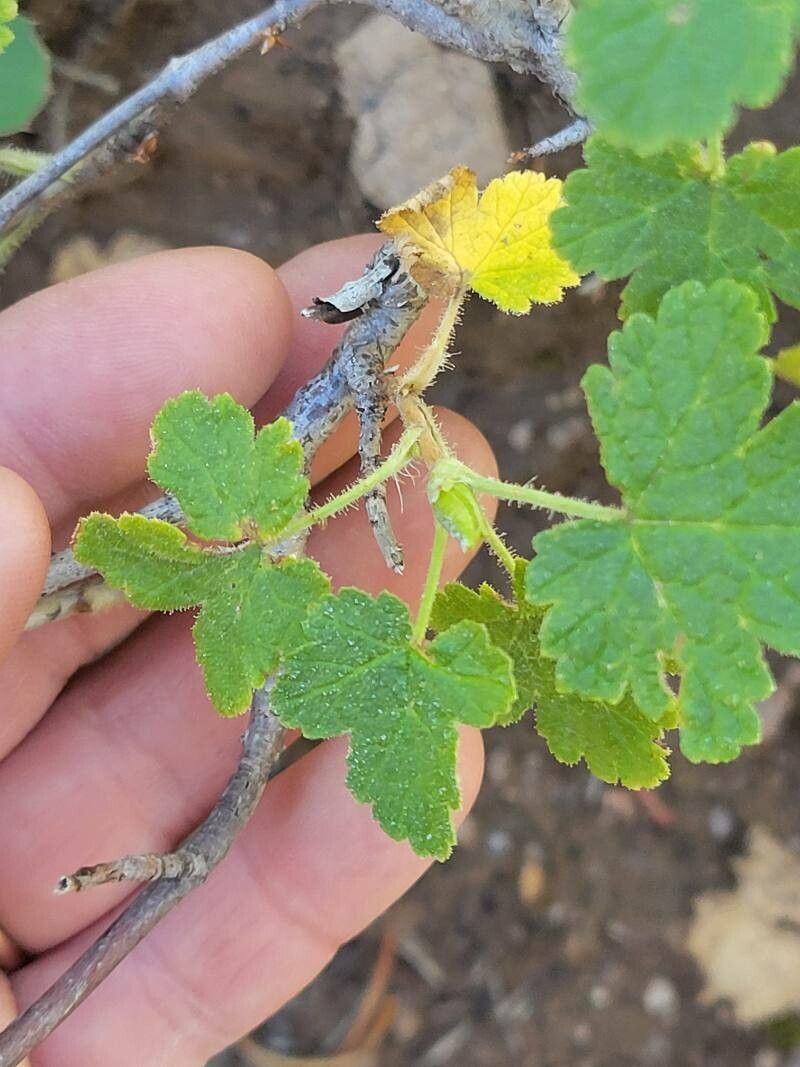 Ribes montigenum leaf
