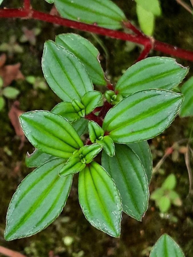 Monochaetum vulcanicum leaf