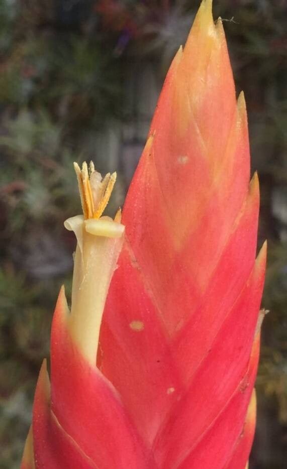 Tillandsia kretzii — houseplant care guide