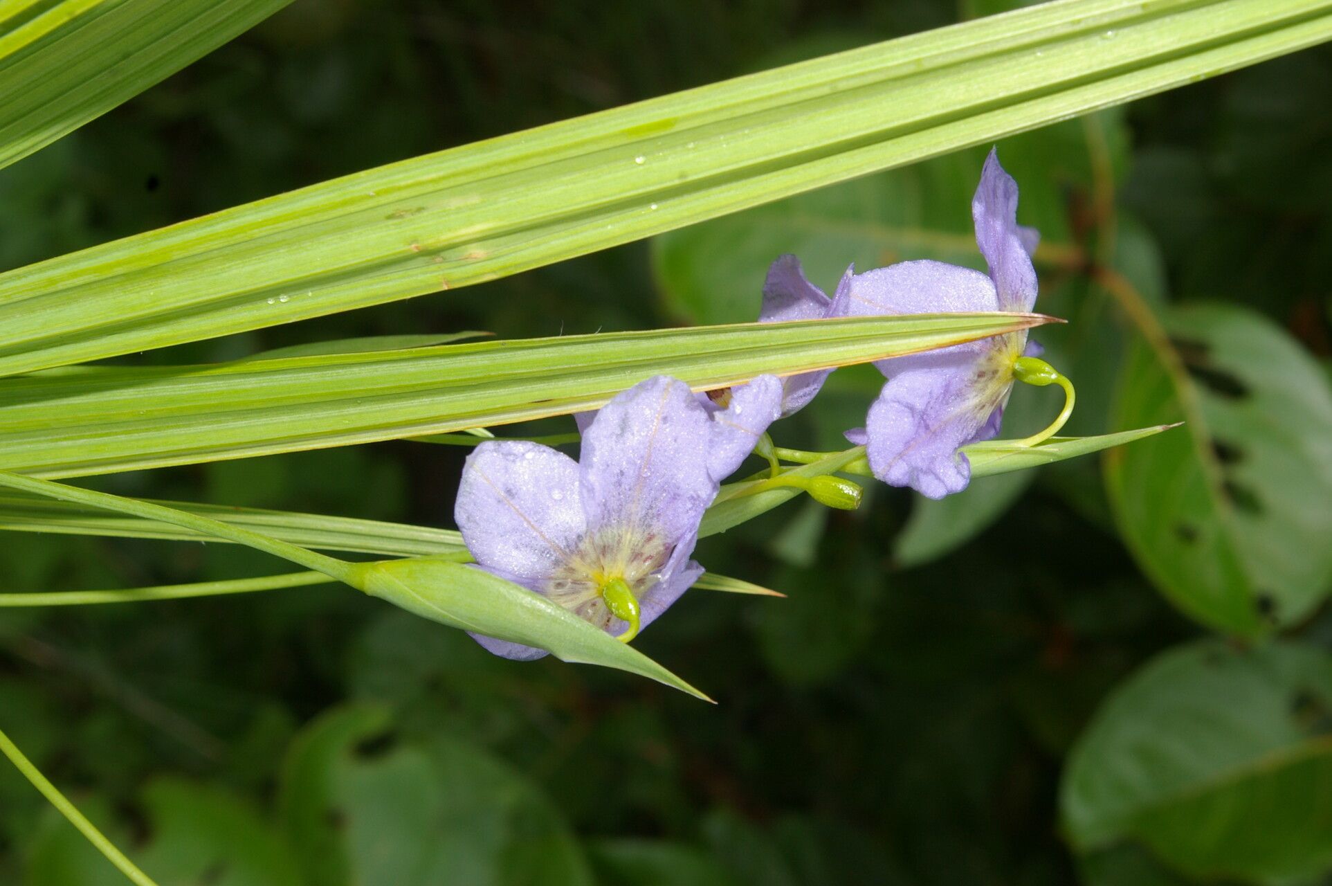 Alophia silvestris — related species from the same genus