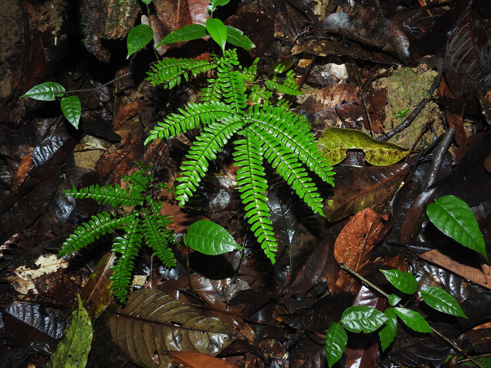 Adiantum terminatum habit
