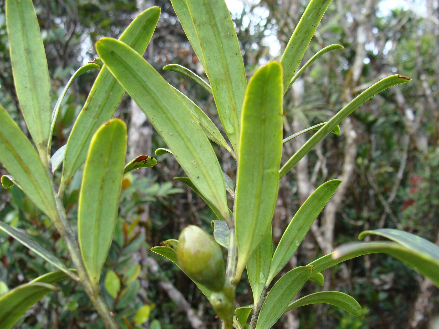 Podocarpus lucienii habit