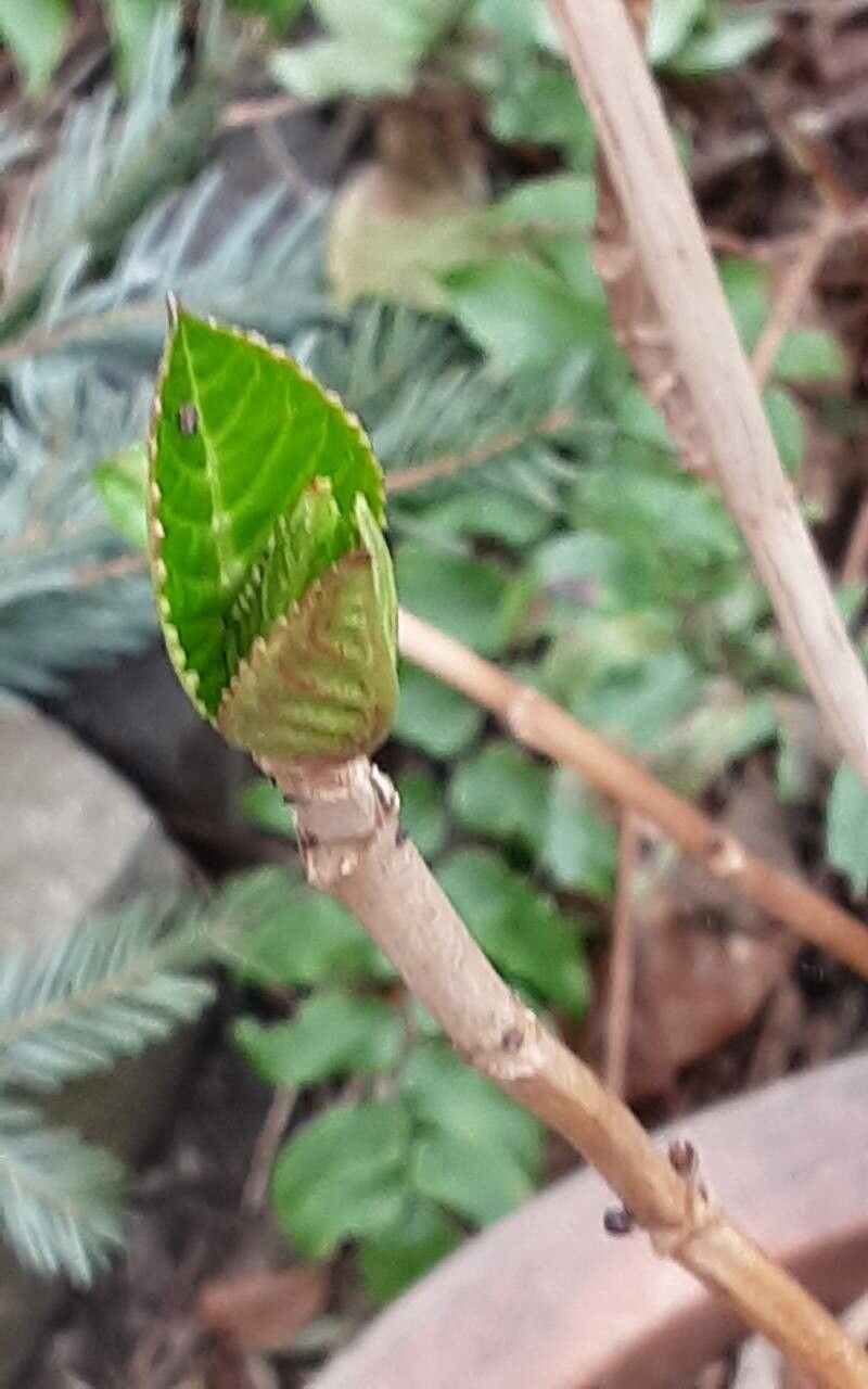 Hydrangea hirta — houseplant care guide