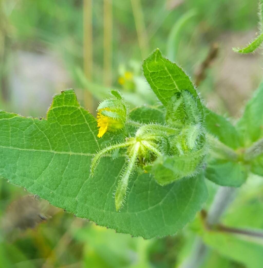 Sigesbeckia serrata flower