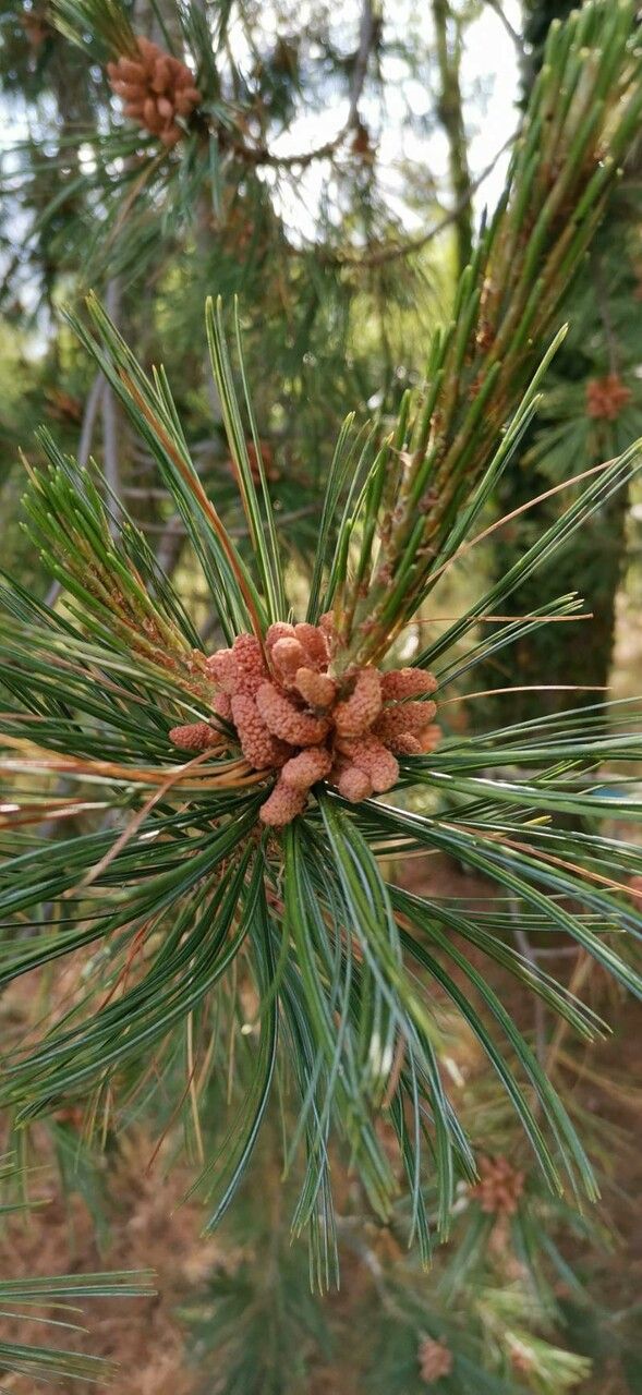 Pinus strobiformis flower