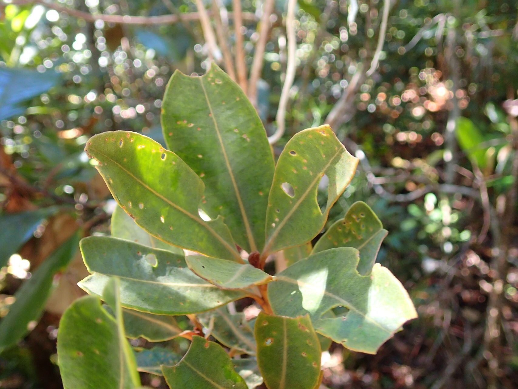 Tristaniopsis guillainii — houseplant care guide