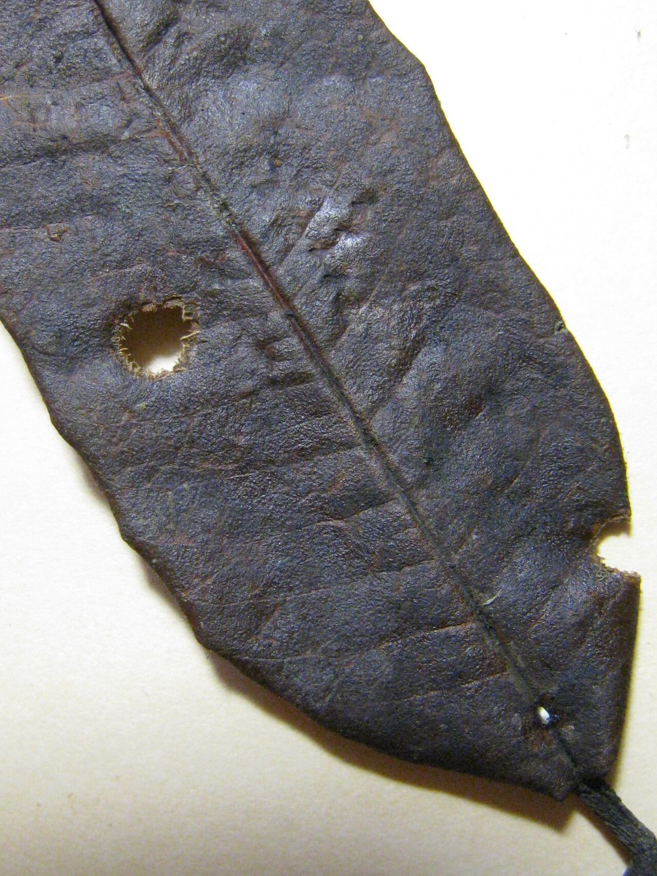 Ormosia coarctata — related species from the same genus