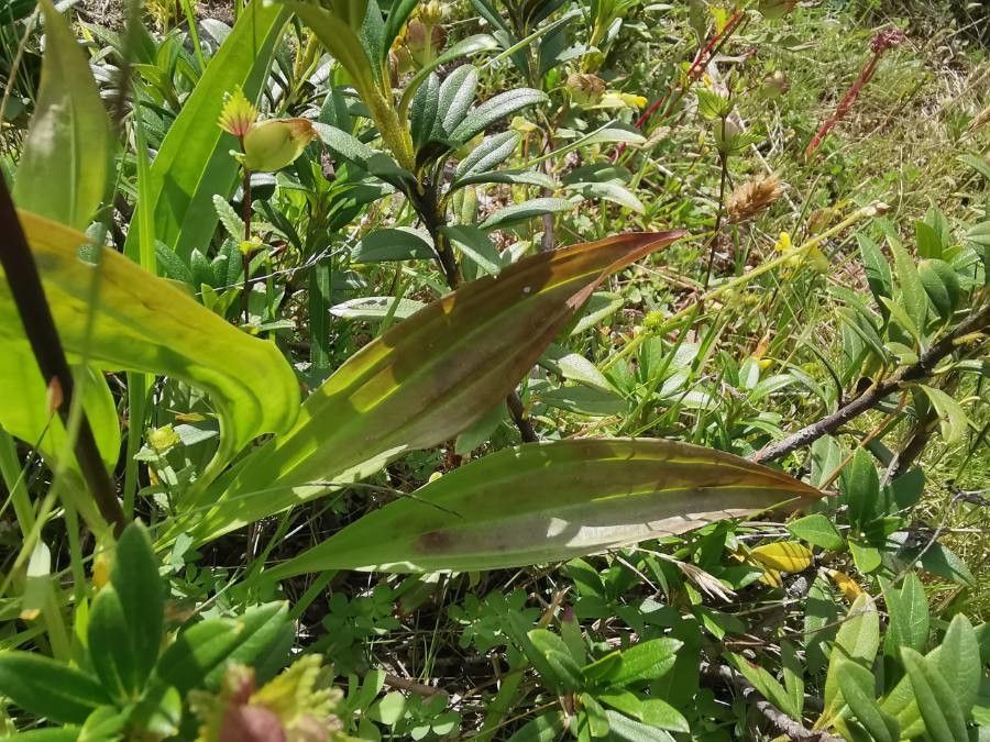 Gentiana purpurea — search result for 'Gentianaceae'