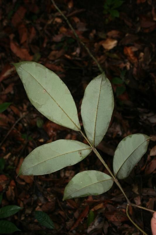 Swartzia leblondii leaf
