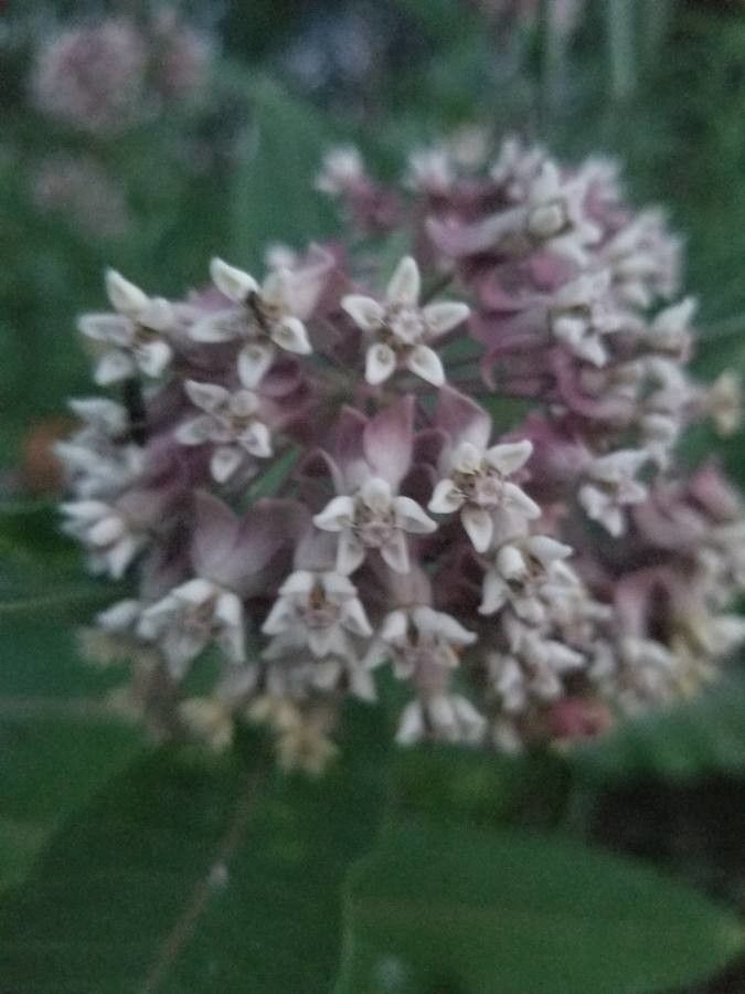 Asclepias variegata flower