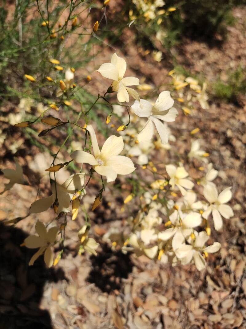 Linum carratracense — search result for 'Linum'