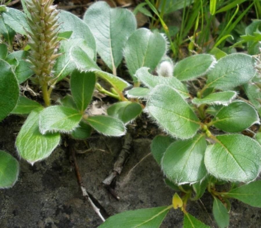 Salix reptans — houseplant care guide