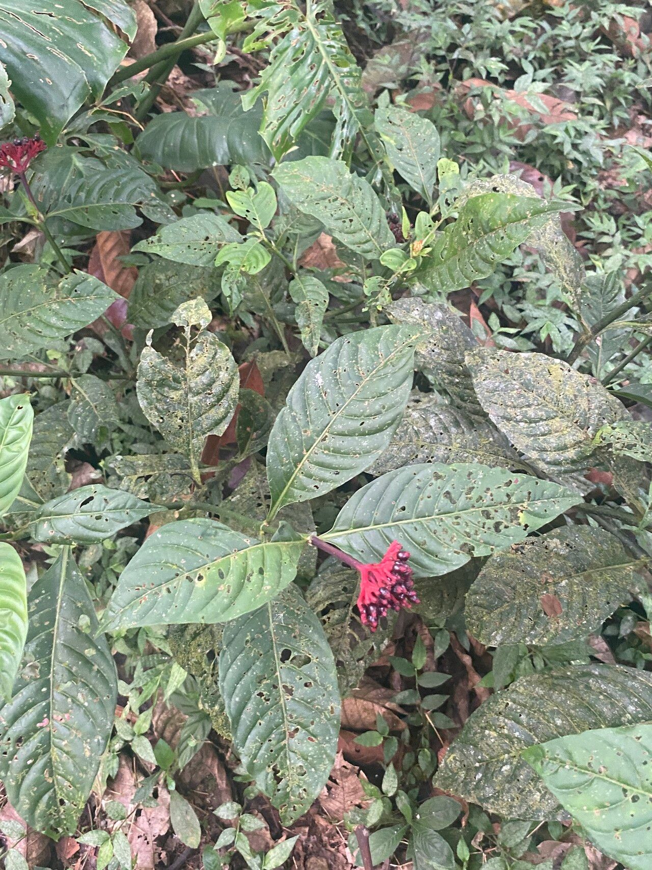 Palicourea punicea fruit