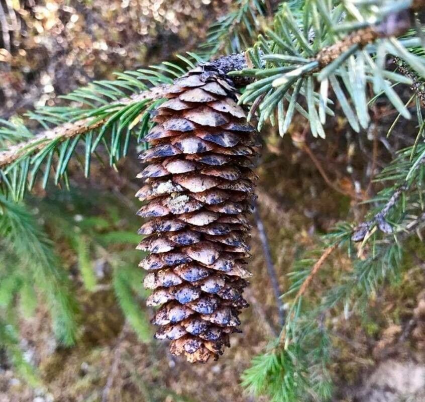 Picea spinulosa fruit