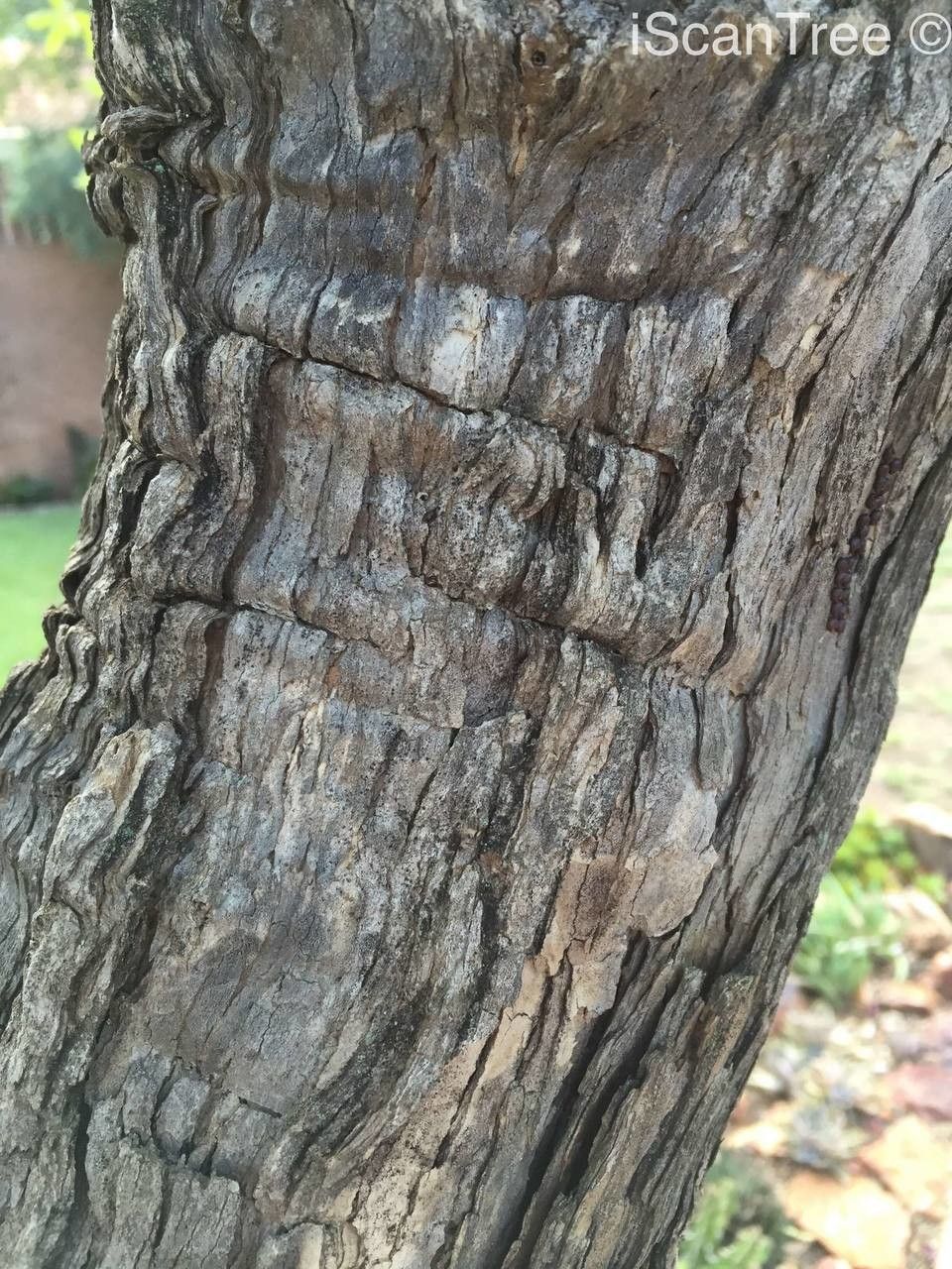 Vitex pooara bark