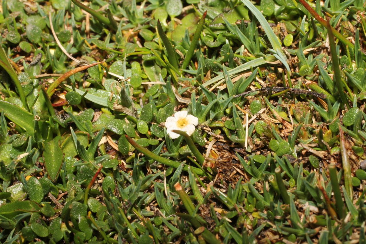 Ourisia muscosa habit