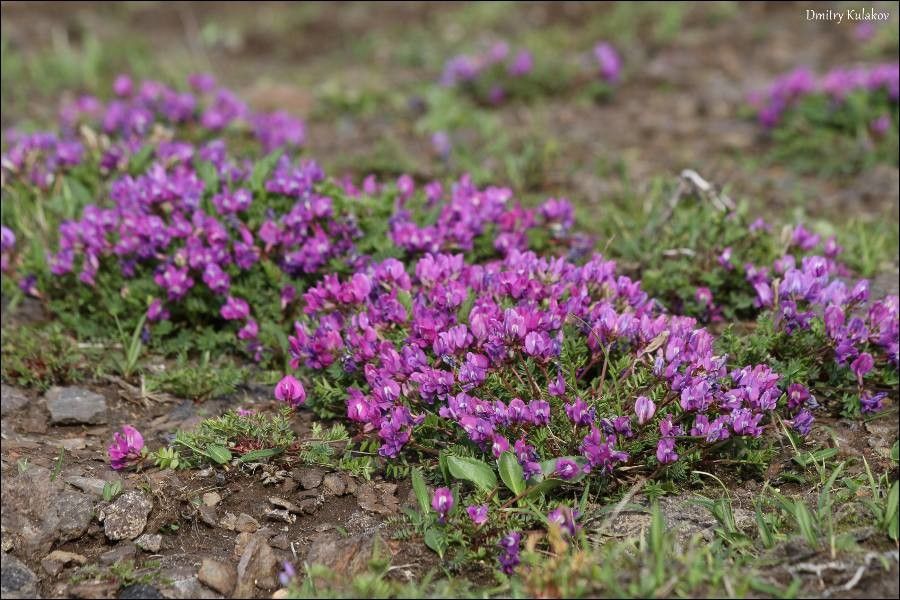 Oxytropis revoluta flower