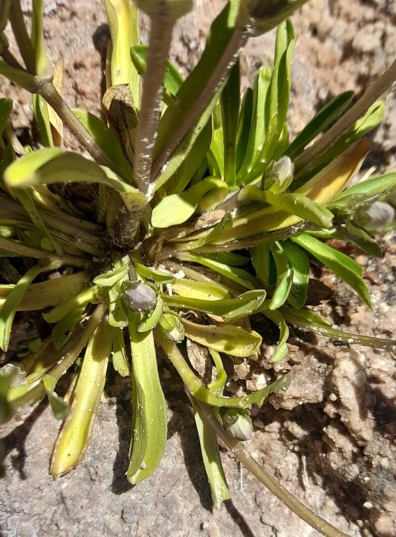 Gentianella multicaulis leaf