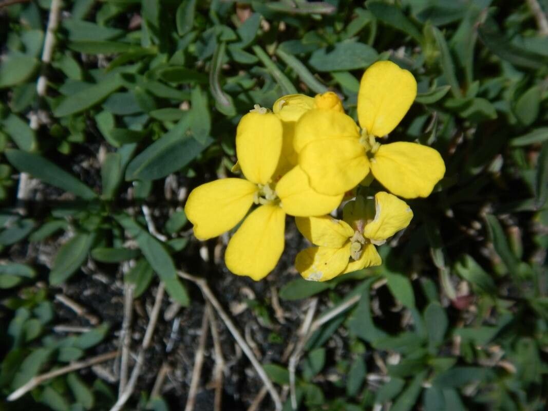 Erysimum bonannianum flower