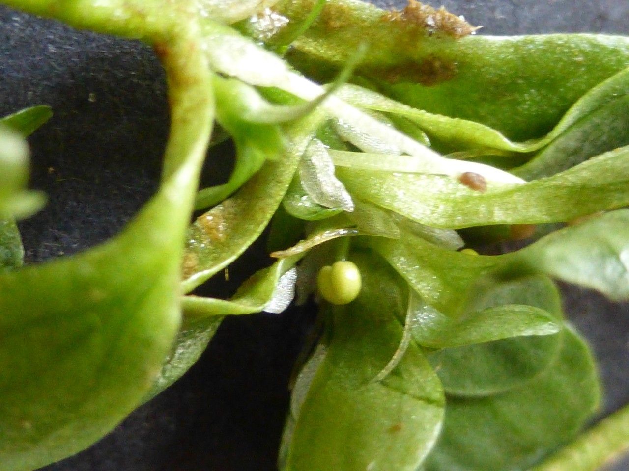 Callitriche brutia fruit