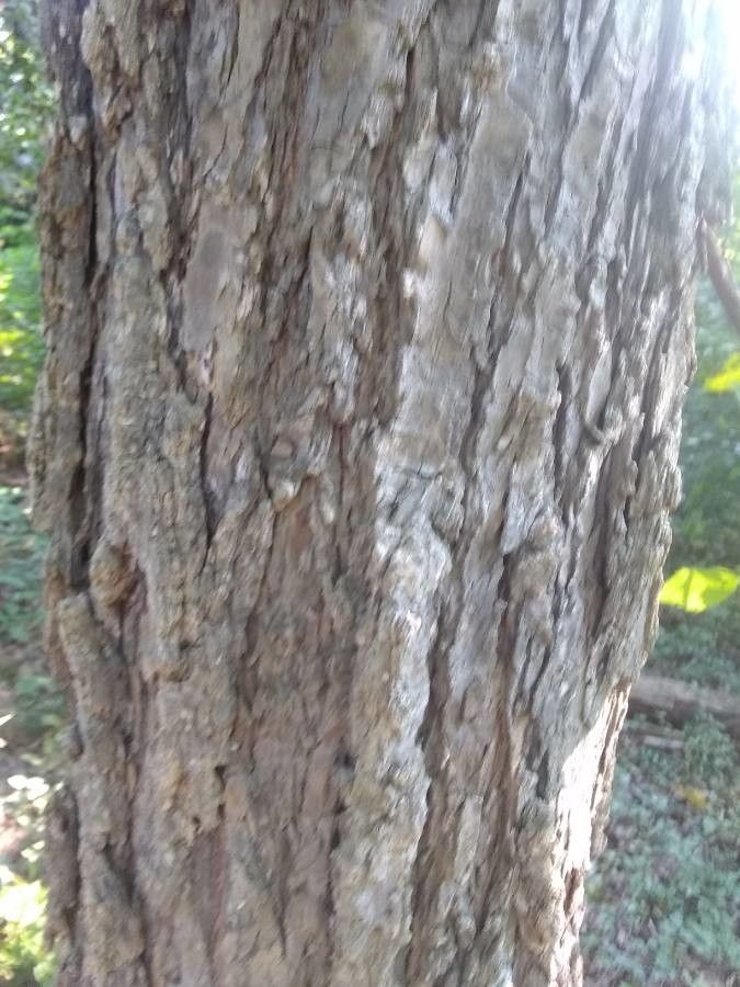 Ulmus rubra bark