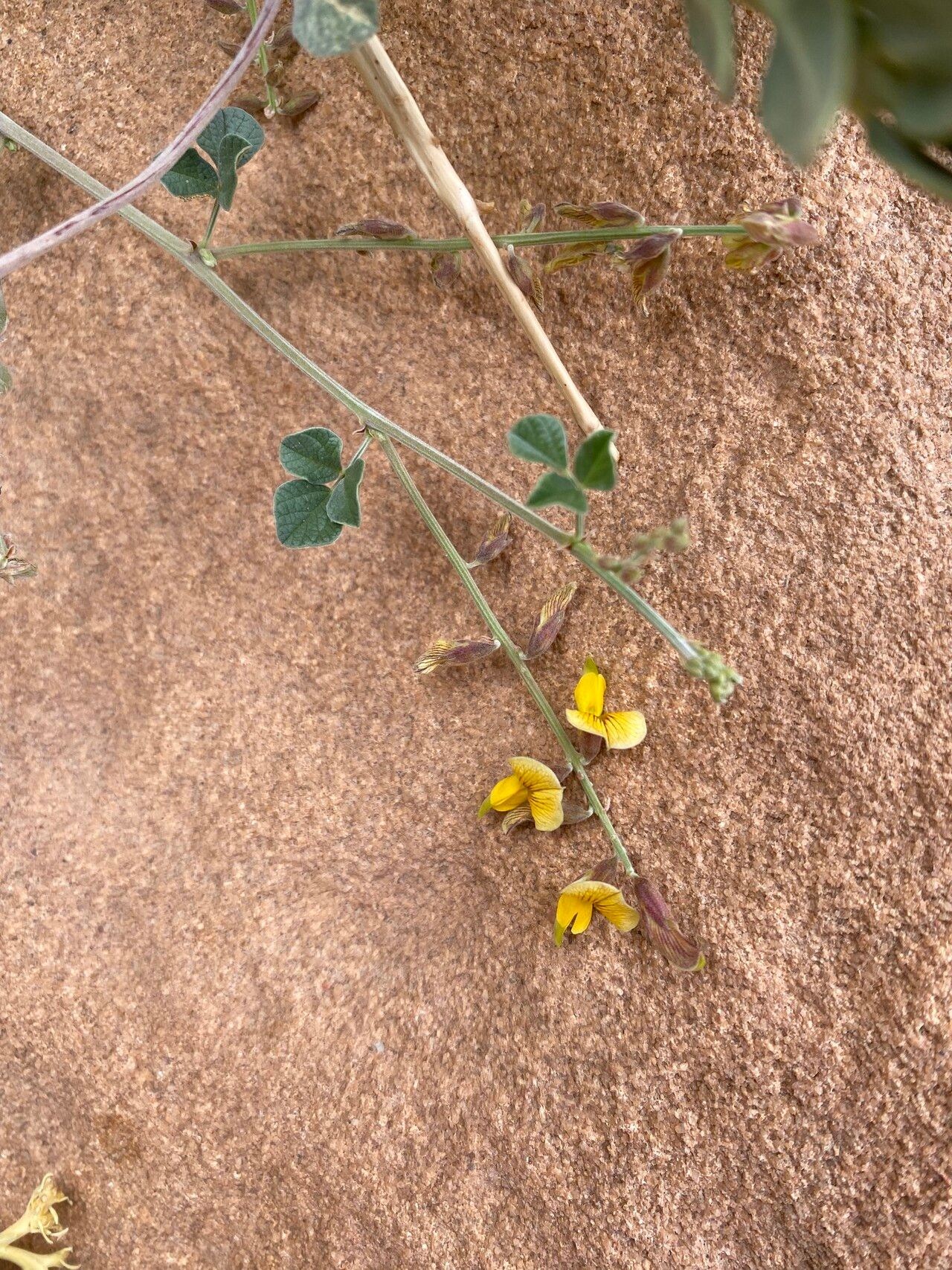 Rhynchosia malacophylla — houseplant care guide