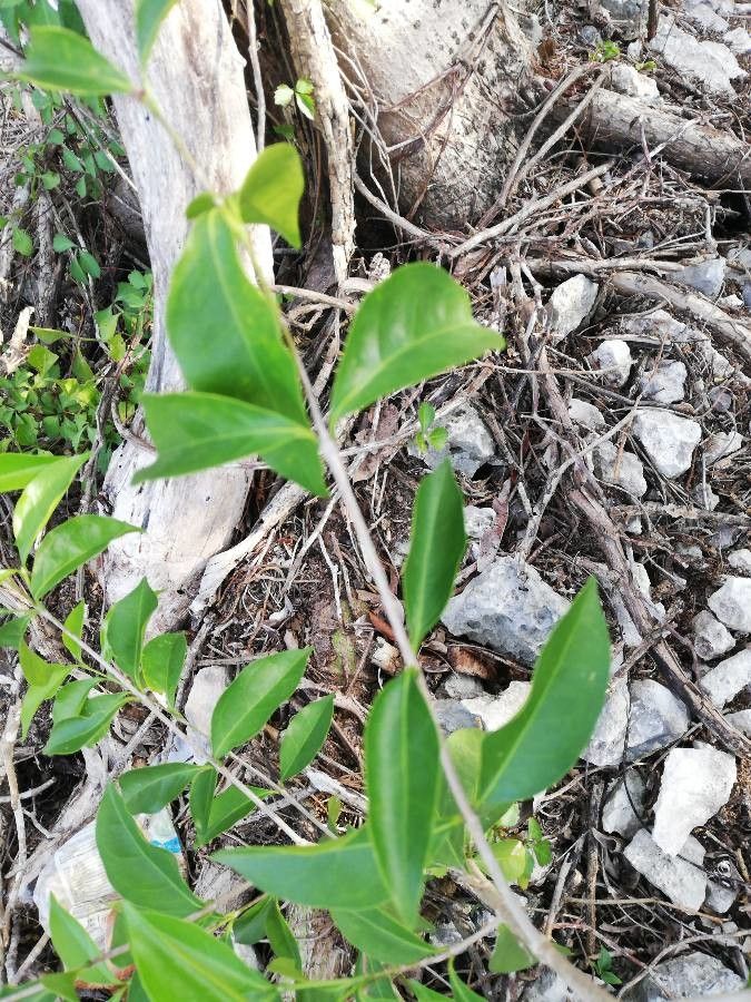 Bunchosia swartziana leaf